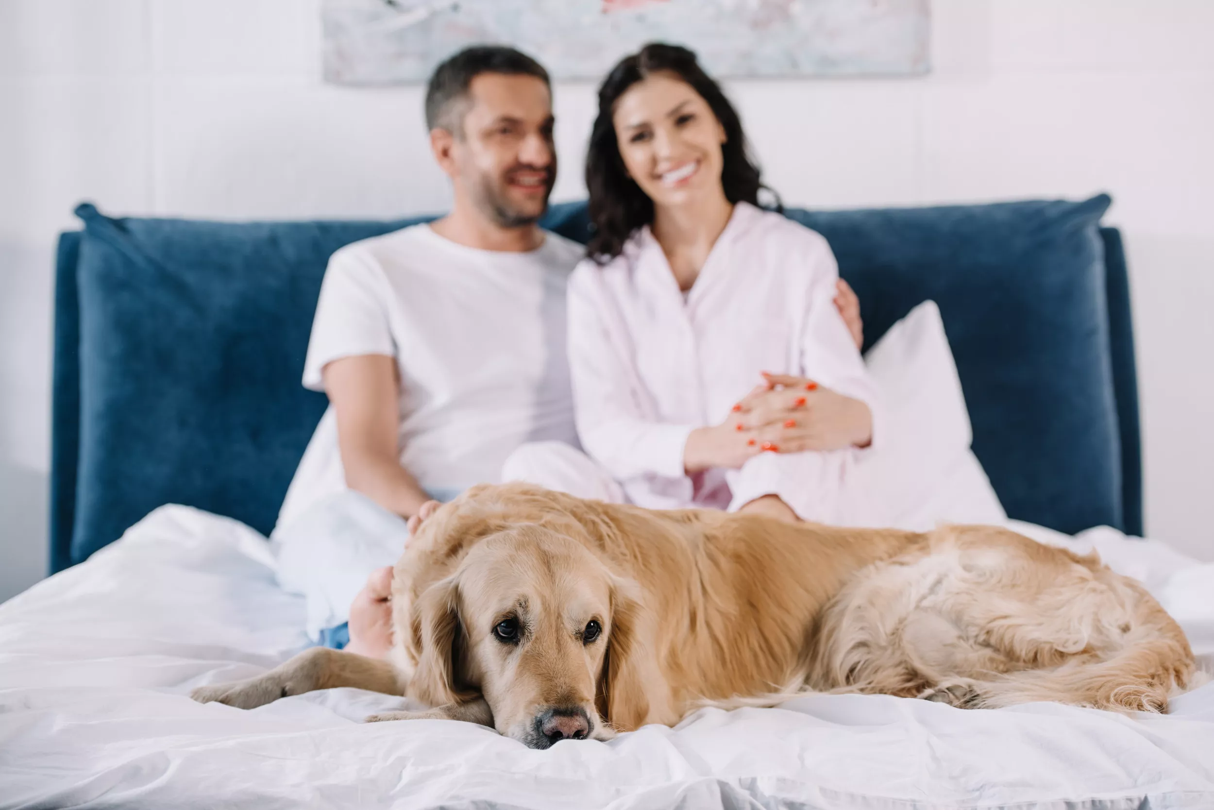 Golden Retriever Pulled Off Owner's Bed Delights Internet: 'So Mean' - Vimarsana News
