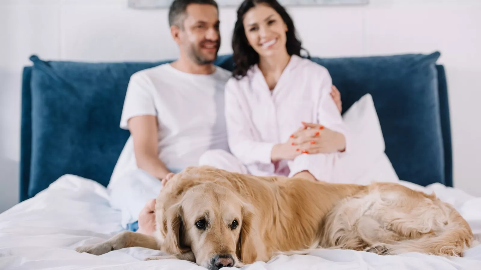 Golden retriever pulls puppy off shop bed
