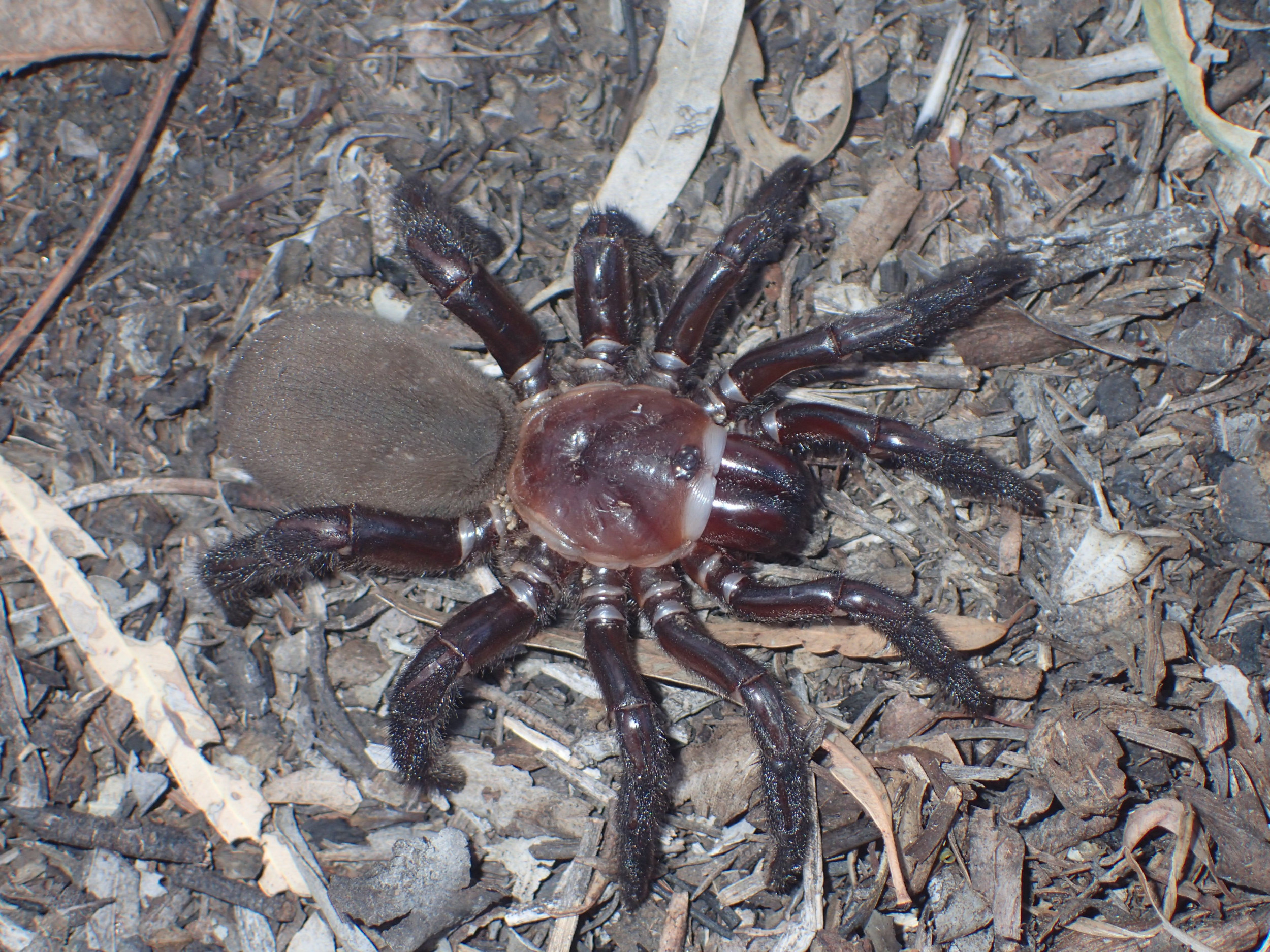 Meet The New Giant Spider Species Described As Rare And Secretive 