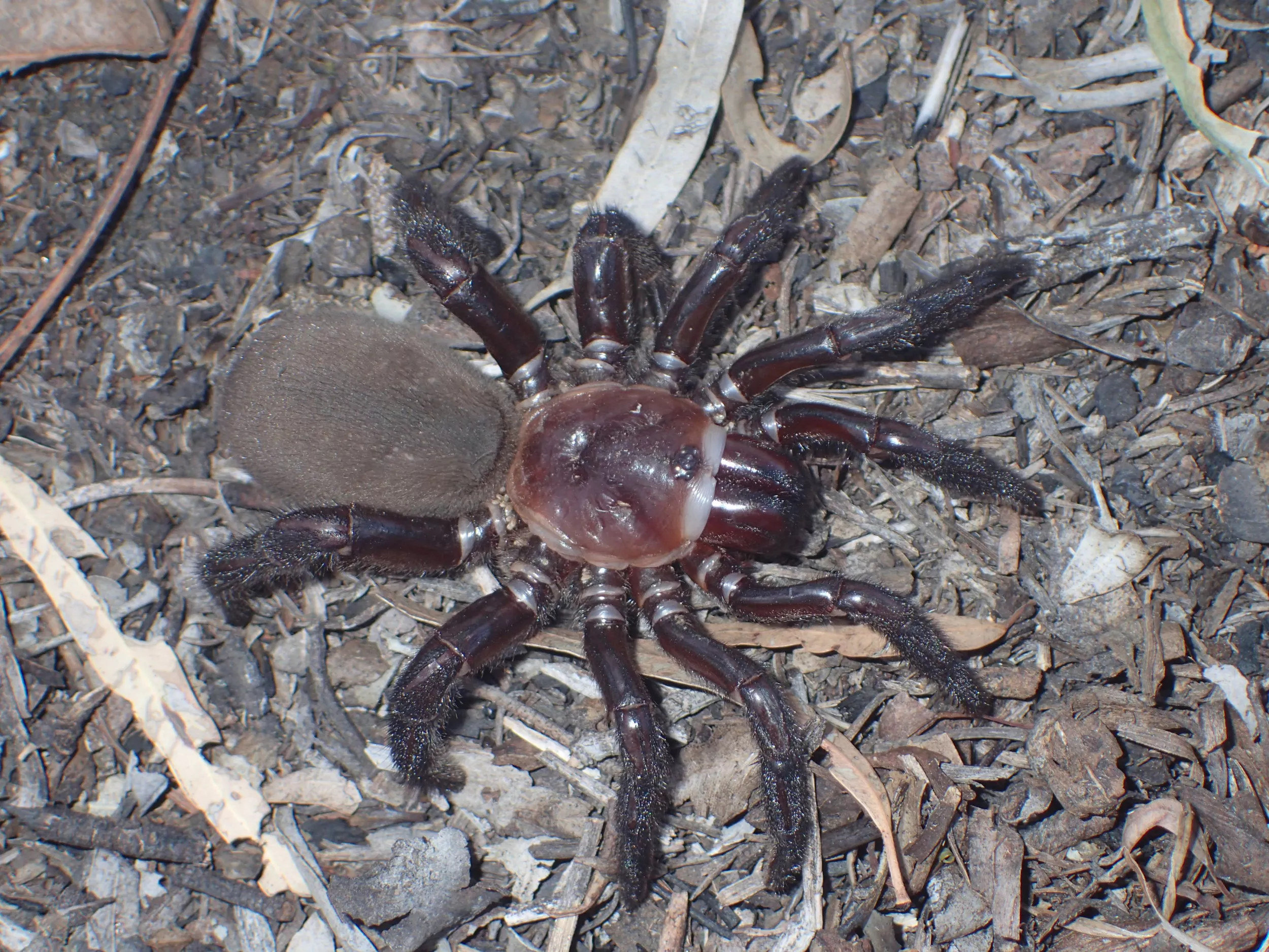Meet the New Giant Spider Species Described As 'Rare and Secretive' - Vimarsana News