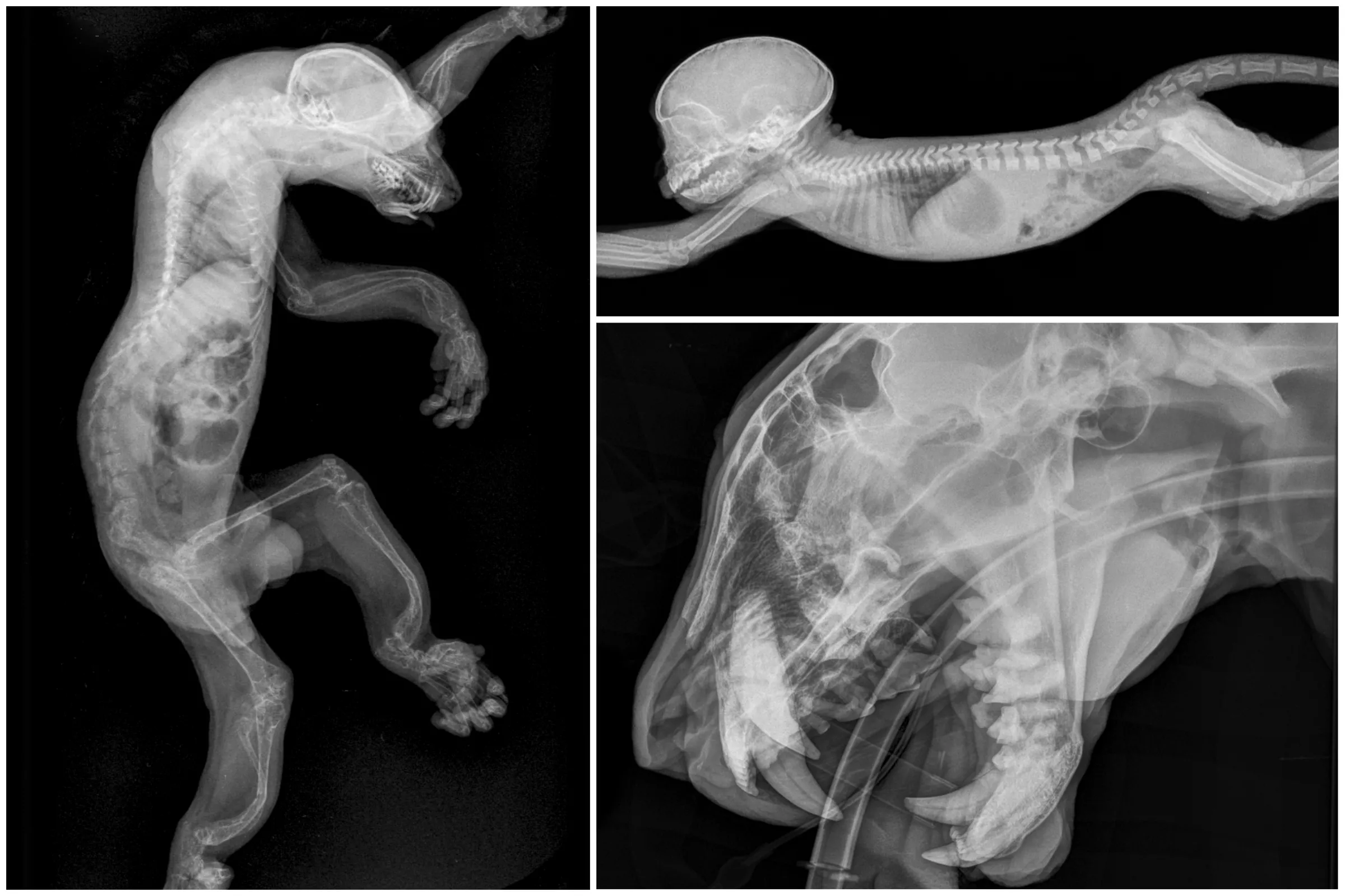 Raccoon X Ray