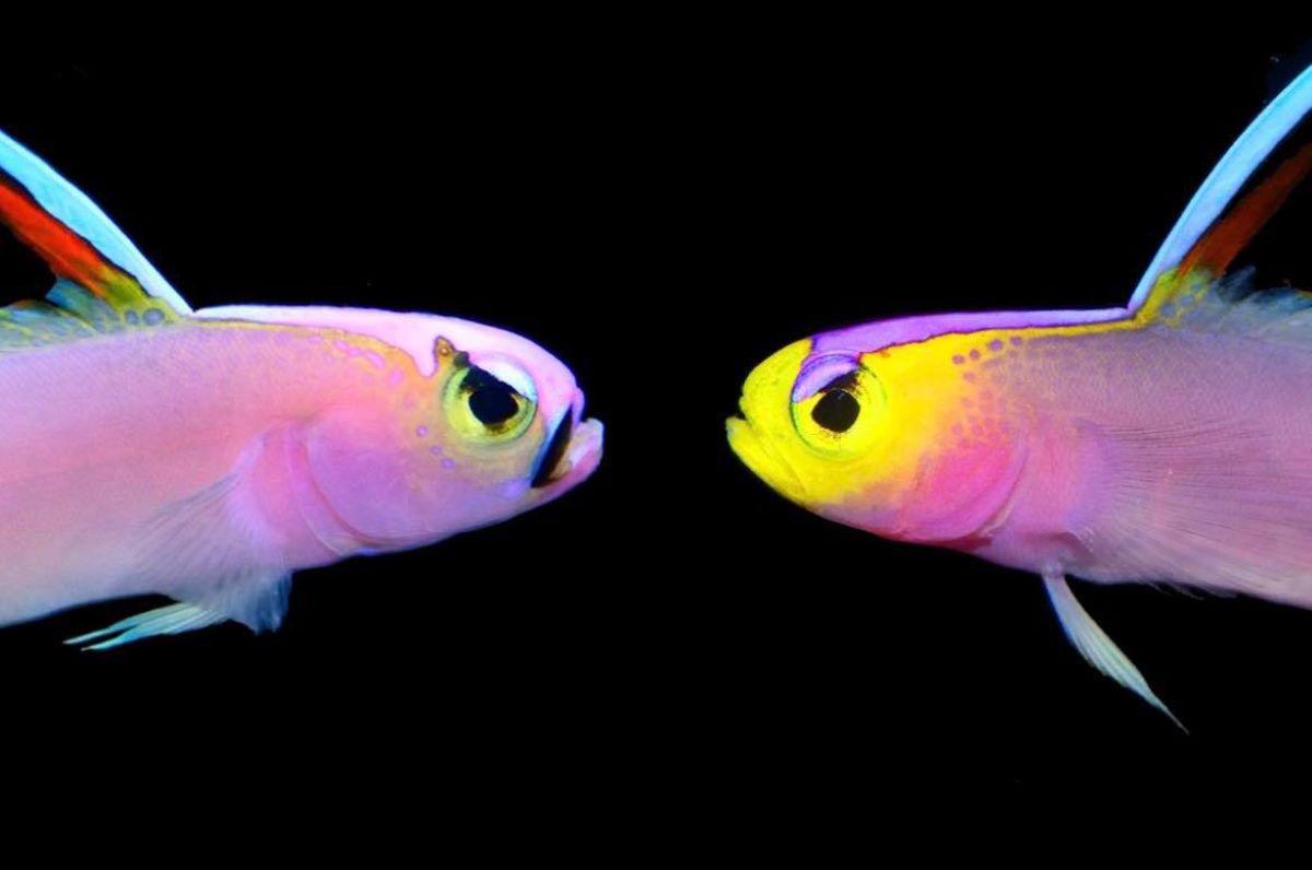 ‘Beautiful’ New Fish Species With Yellow Head Discovered