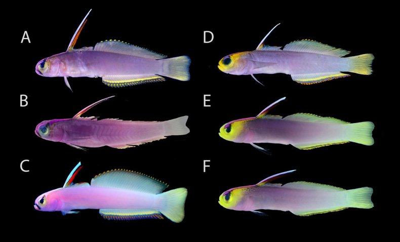 Comparison of new fish species