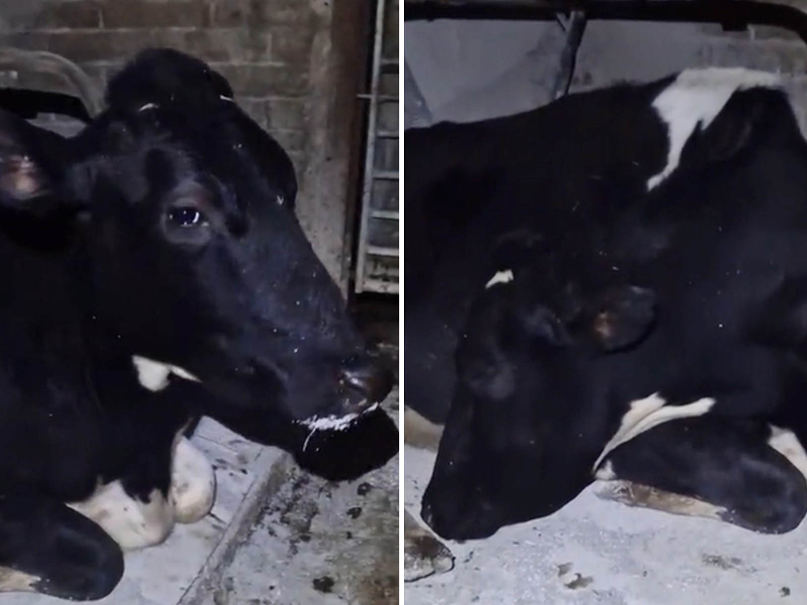 Cow Pretends to Be Asleep to Avoid Going Outside Found My Spirit