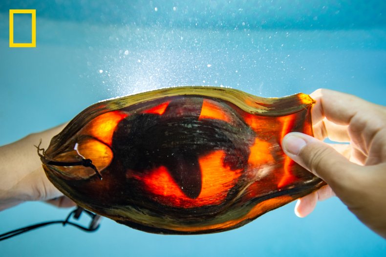 A zebra shark embryo