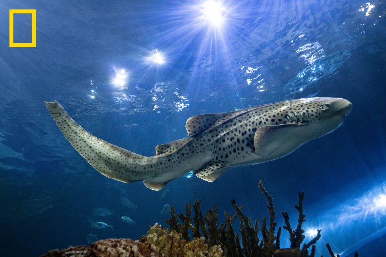 A zebra shark in an aquarium