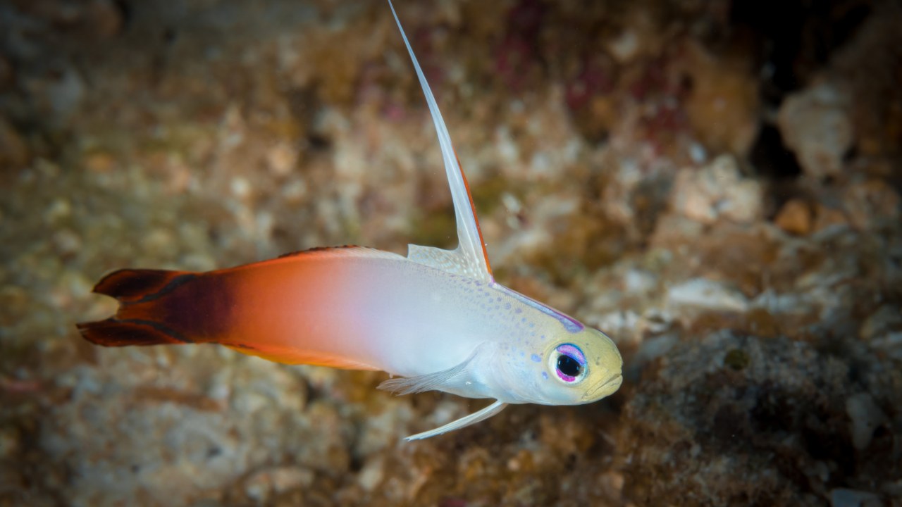 Beautiful' New Fish Species With Yellow Head Discovered