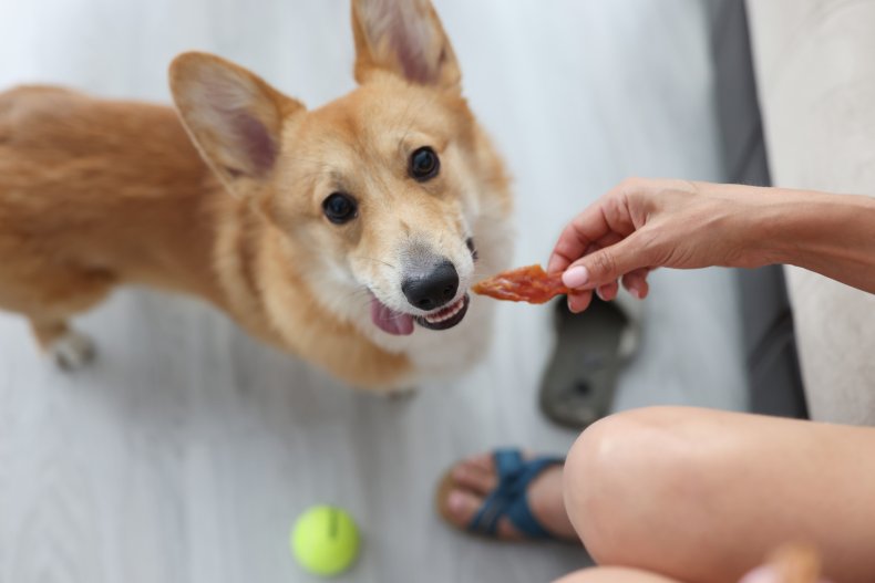 Dog being fed meat-based treat.