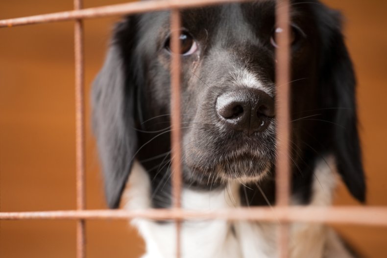 Dog in shelter
