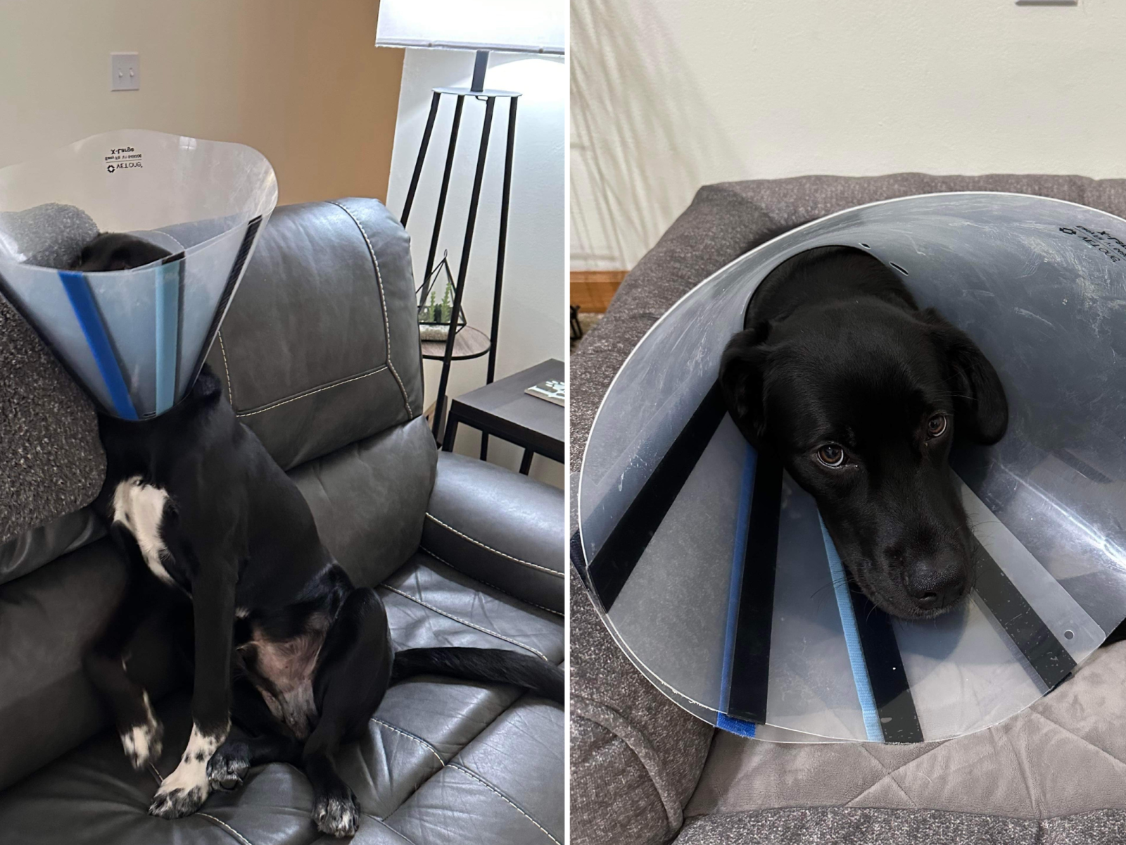 Collar of shame for dogs deals