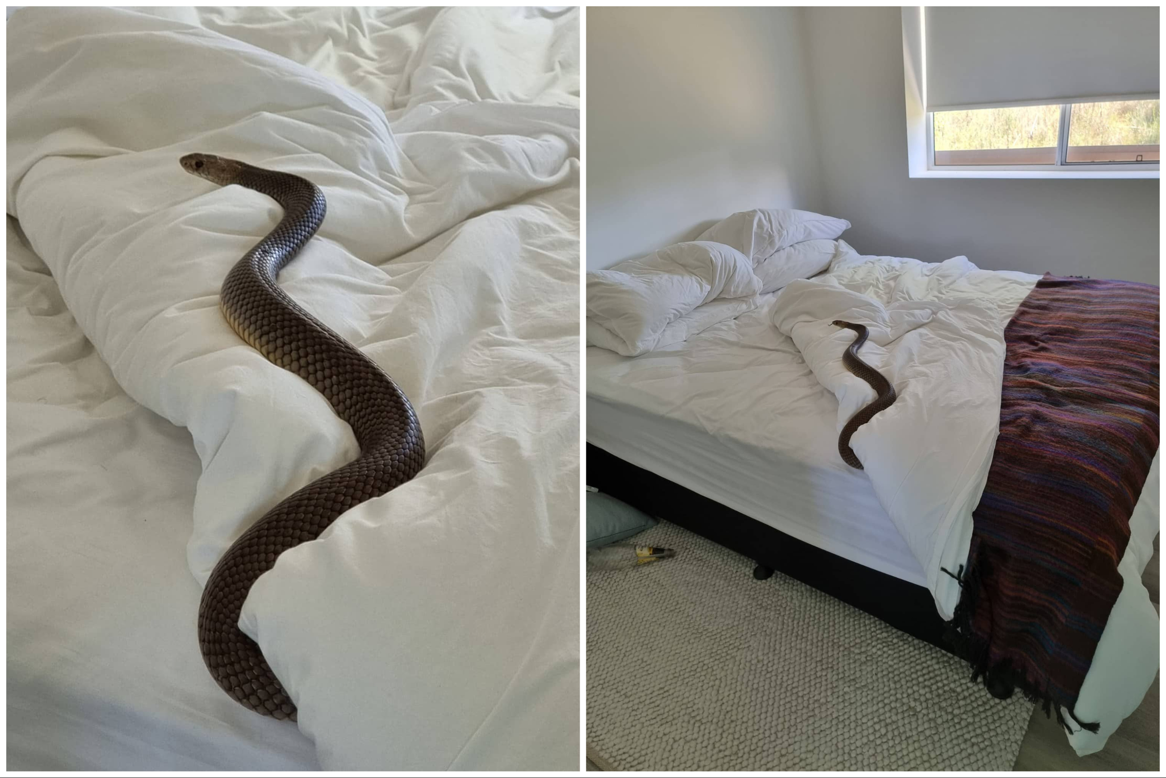 Horror as Woman Finds Deadly 6ft Snake in Her Bed