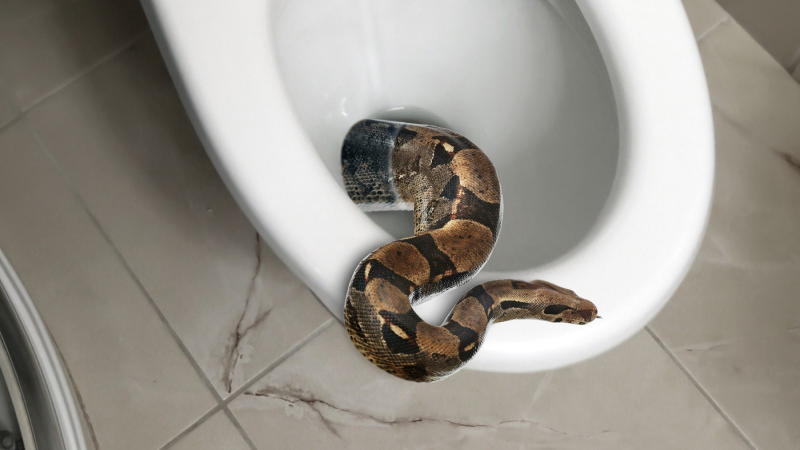 Family Shocked To Find Huge Python Inside Their Toilet