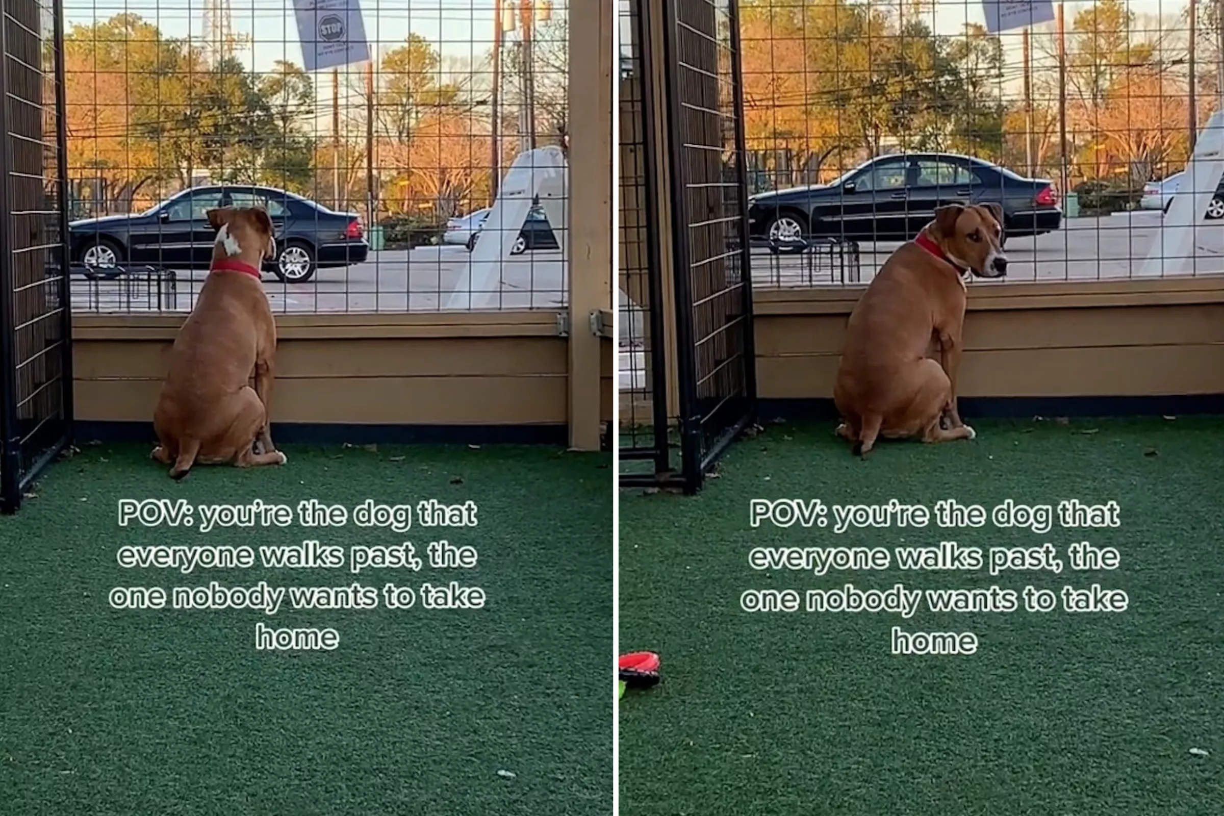 Dog Who 'Everyone Walks Past' Finds Forever Home After 5th Adoption Attempt - Vimarsana News