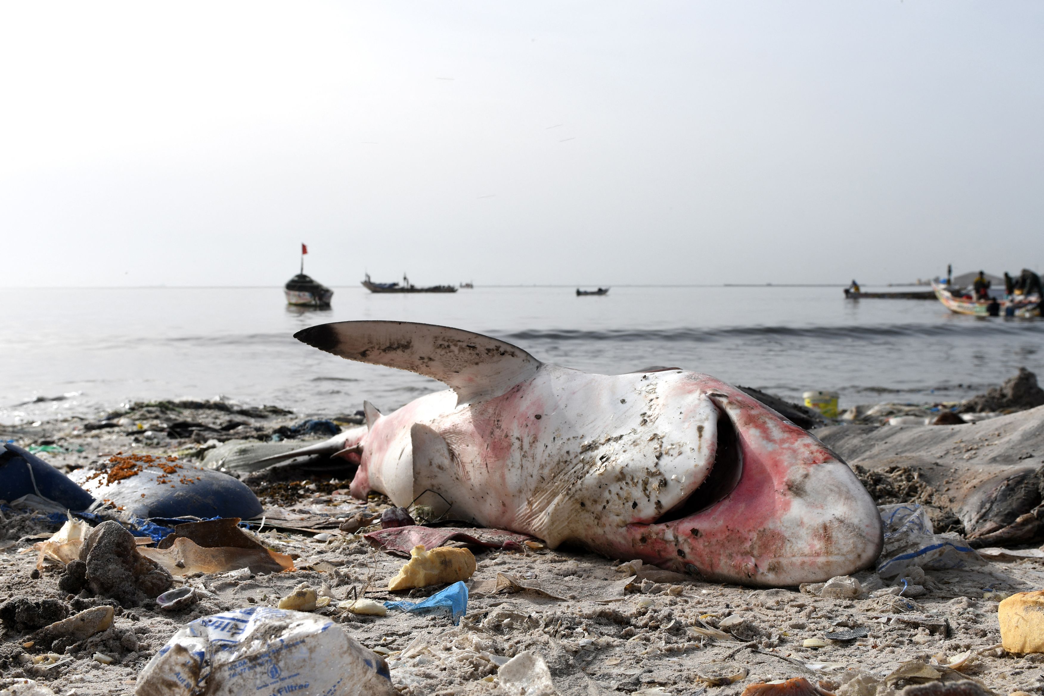 'Once-in-a-lifetime' Shark Beheaded After Washing Up On U.K. Beach ...