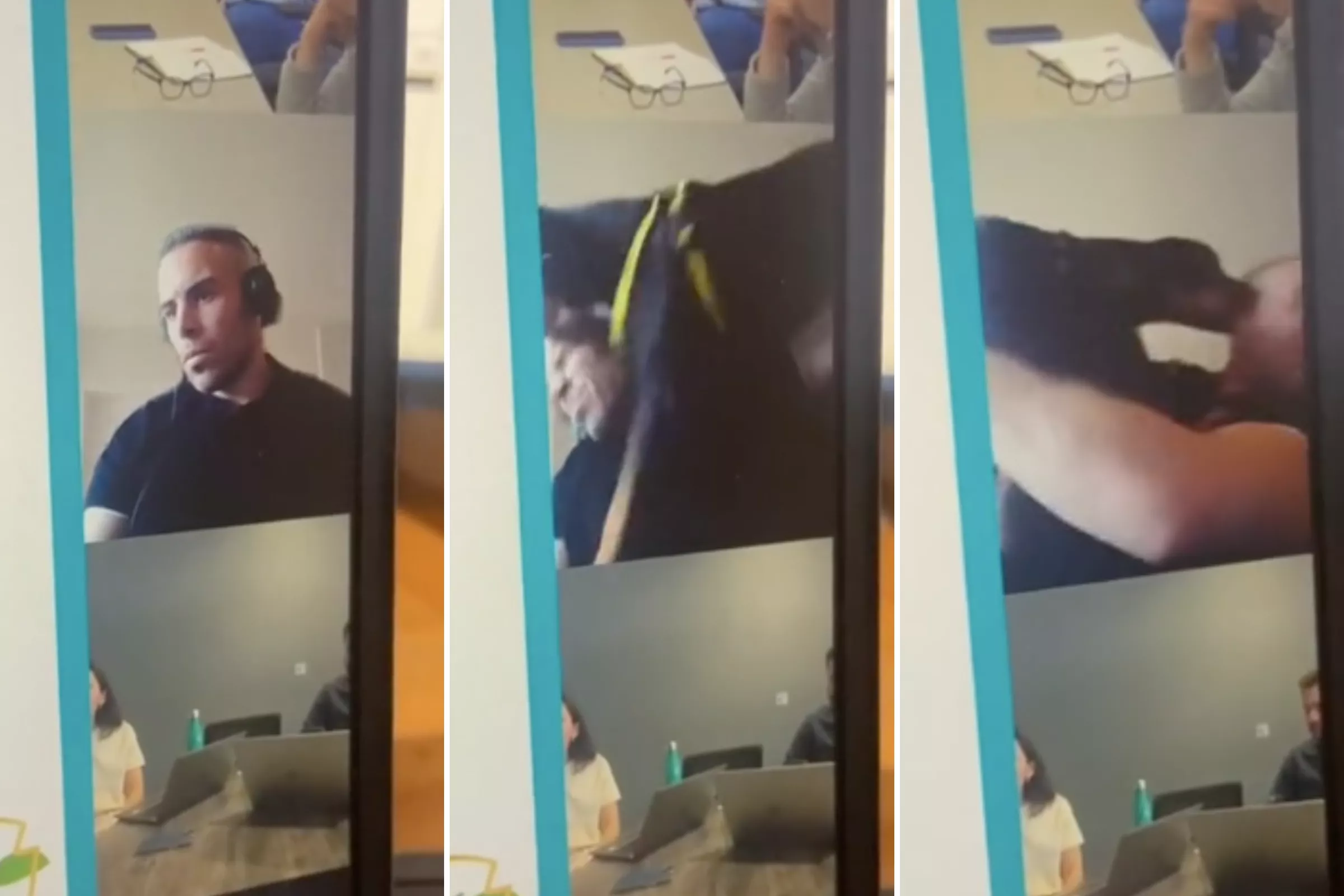 Watch as 'Wrecking Ball' Foster Dog Gate-Crashes Owner's Work Call - Vimarsana News