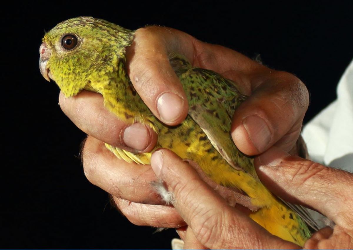 'Special Powers' of the Rare and Elusive Night Parrot Finally Revealed
