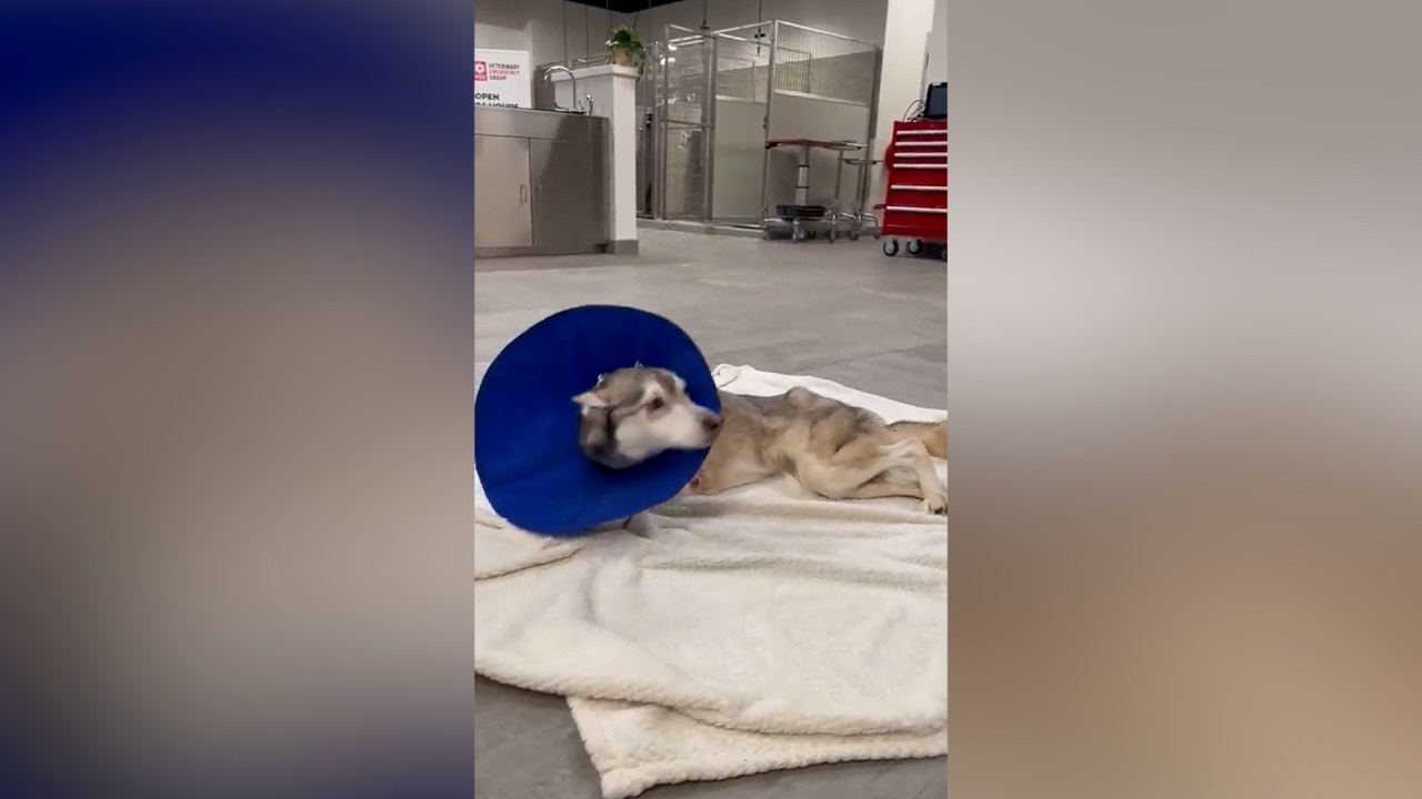 Emaciated Dog Found Dumped In Garbage Bag: ‘It’s A Miracle She Survived’