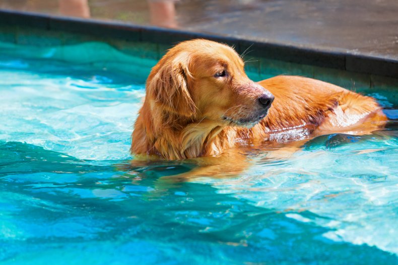 Hund im Pool