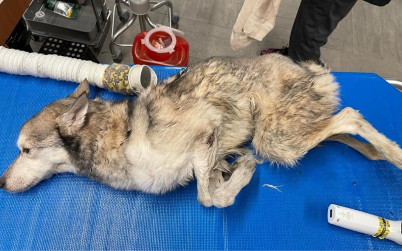 Nanook was found in an emaciated state.