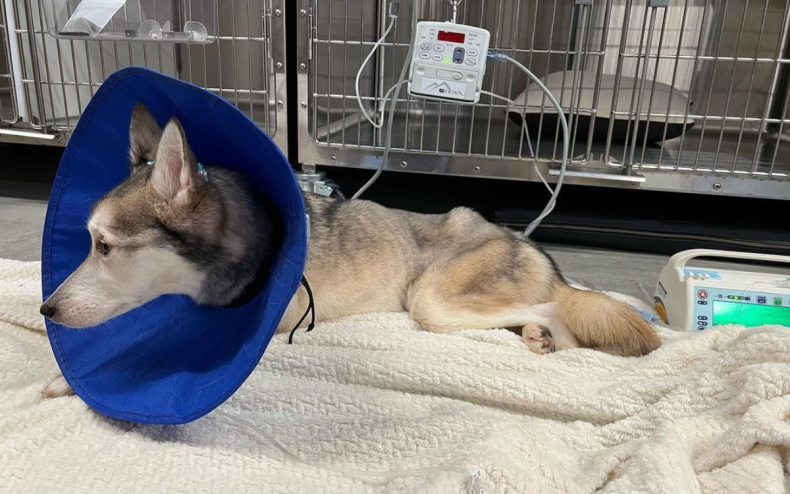Nanook was found in an emaciated state.