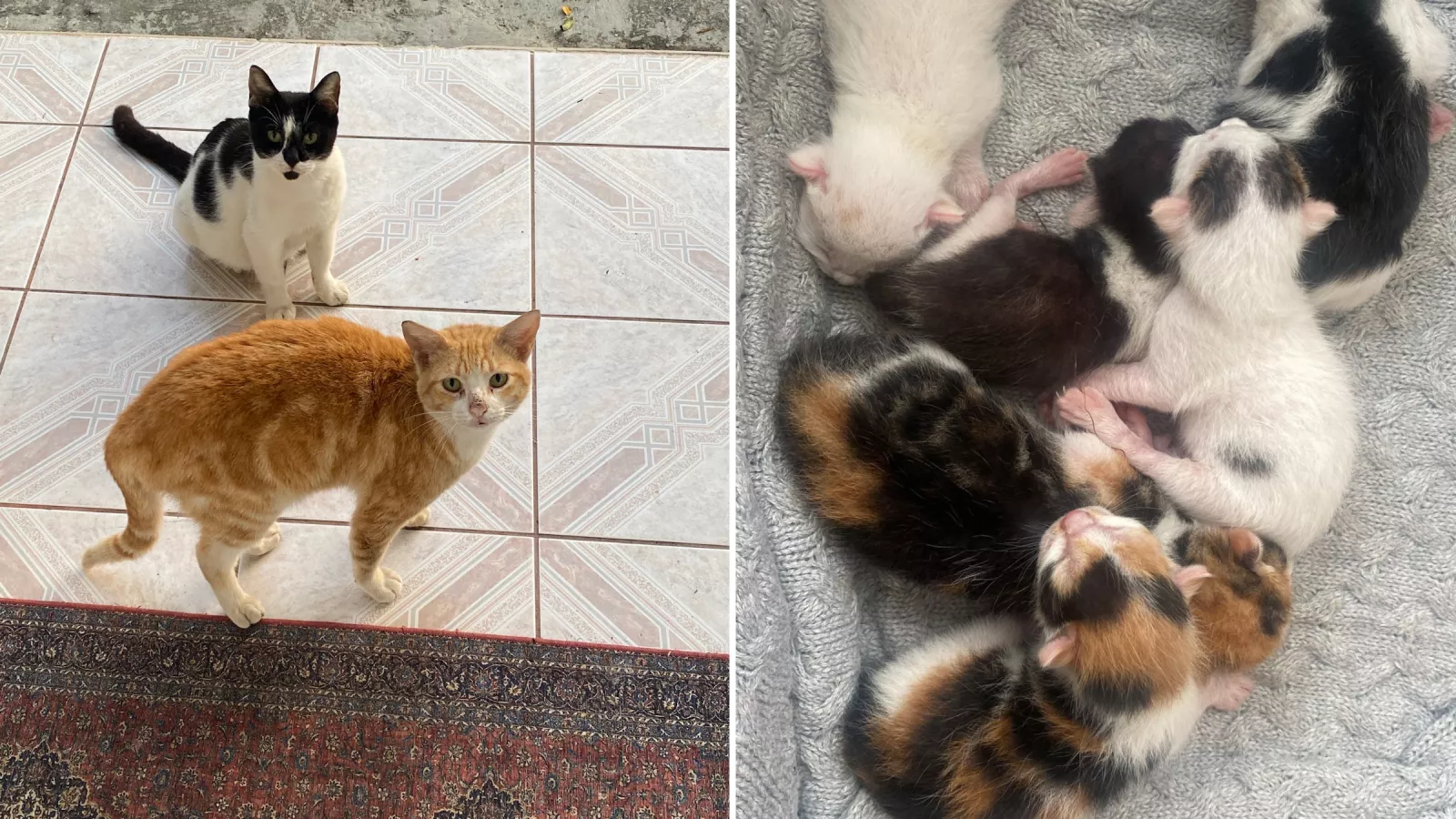 Cat Who Gave Birth in Woman s Jeep as She Felt Safe Melts Hearts