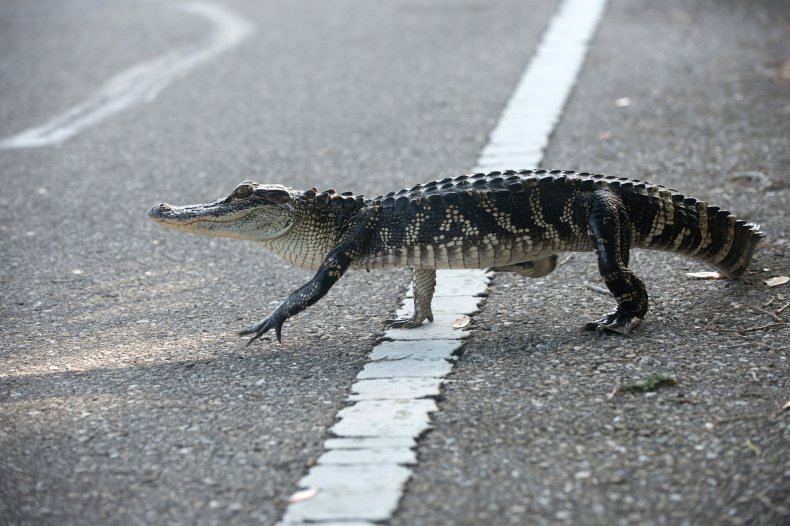 Buaya Amerika menyeberang jalan