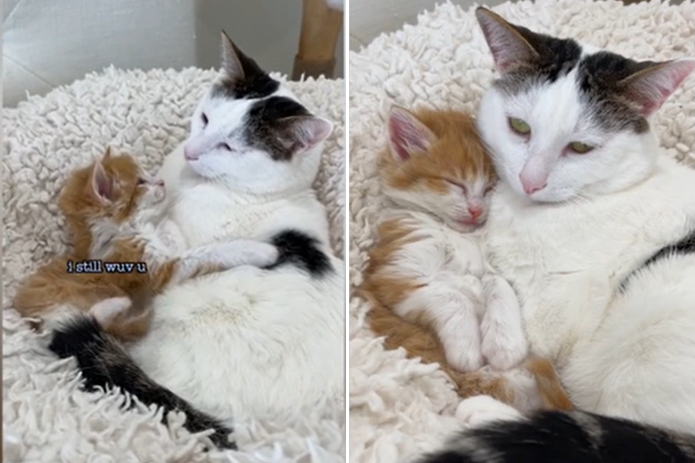 Watch as Male Cat Falls in Love With Tiny Foster Kitten: ‘Bonded Forever’
