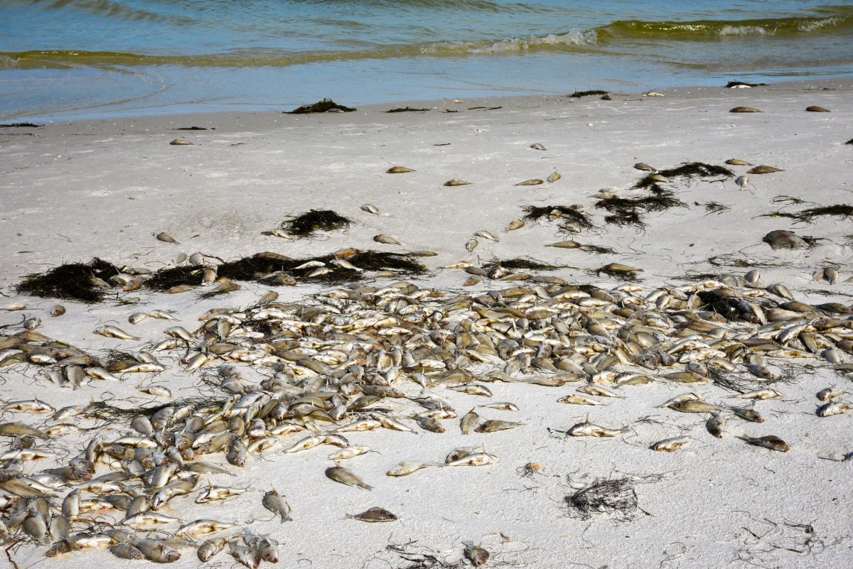 dead fish on beach