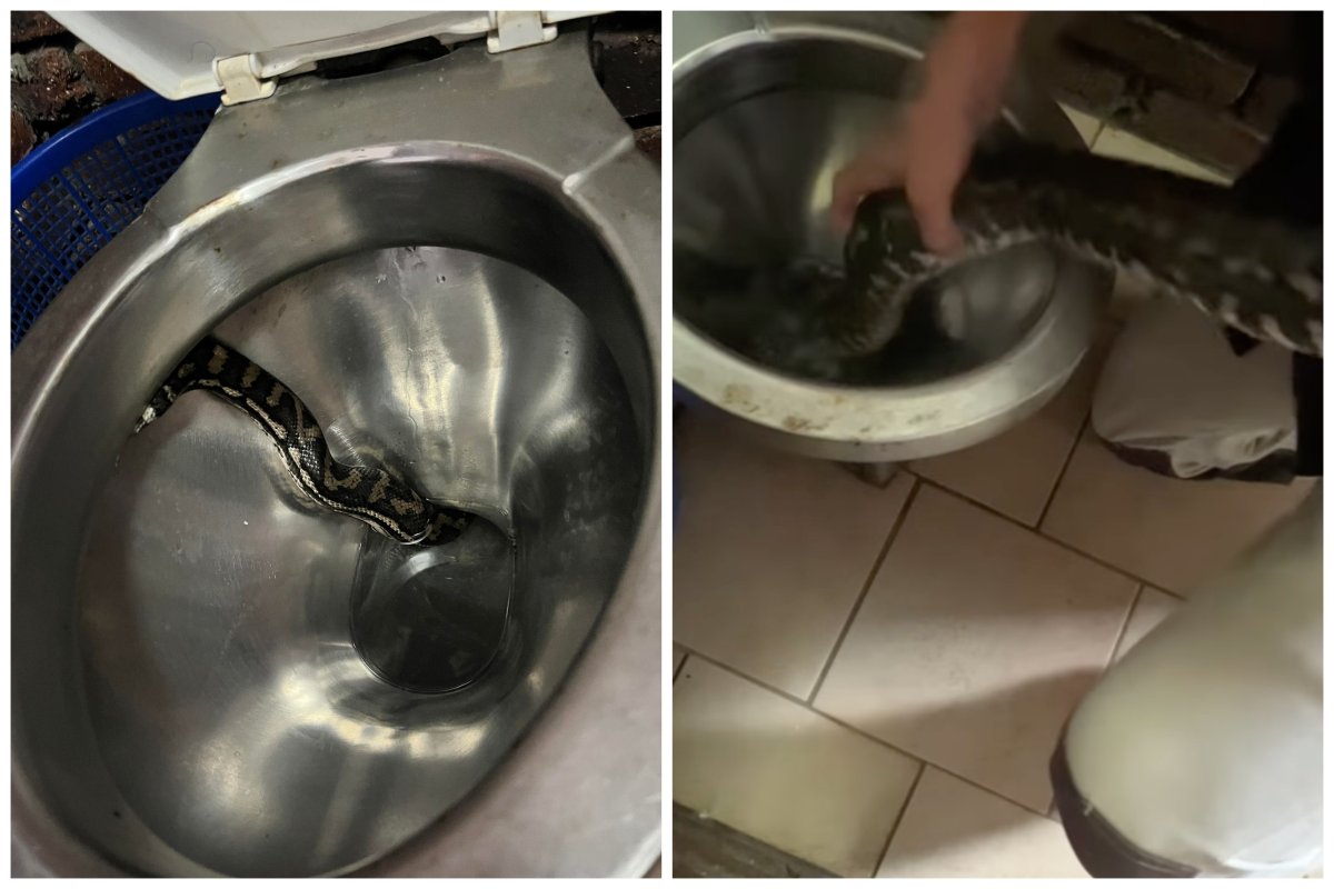 Nightmare As Child Lifts Toilet Seat Lid To Find 5ft Python: 'Biggest ...