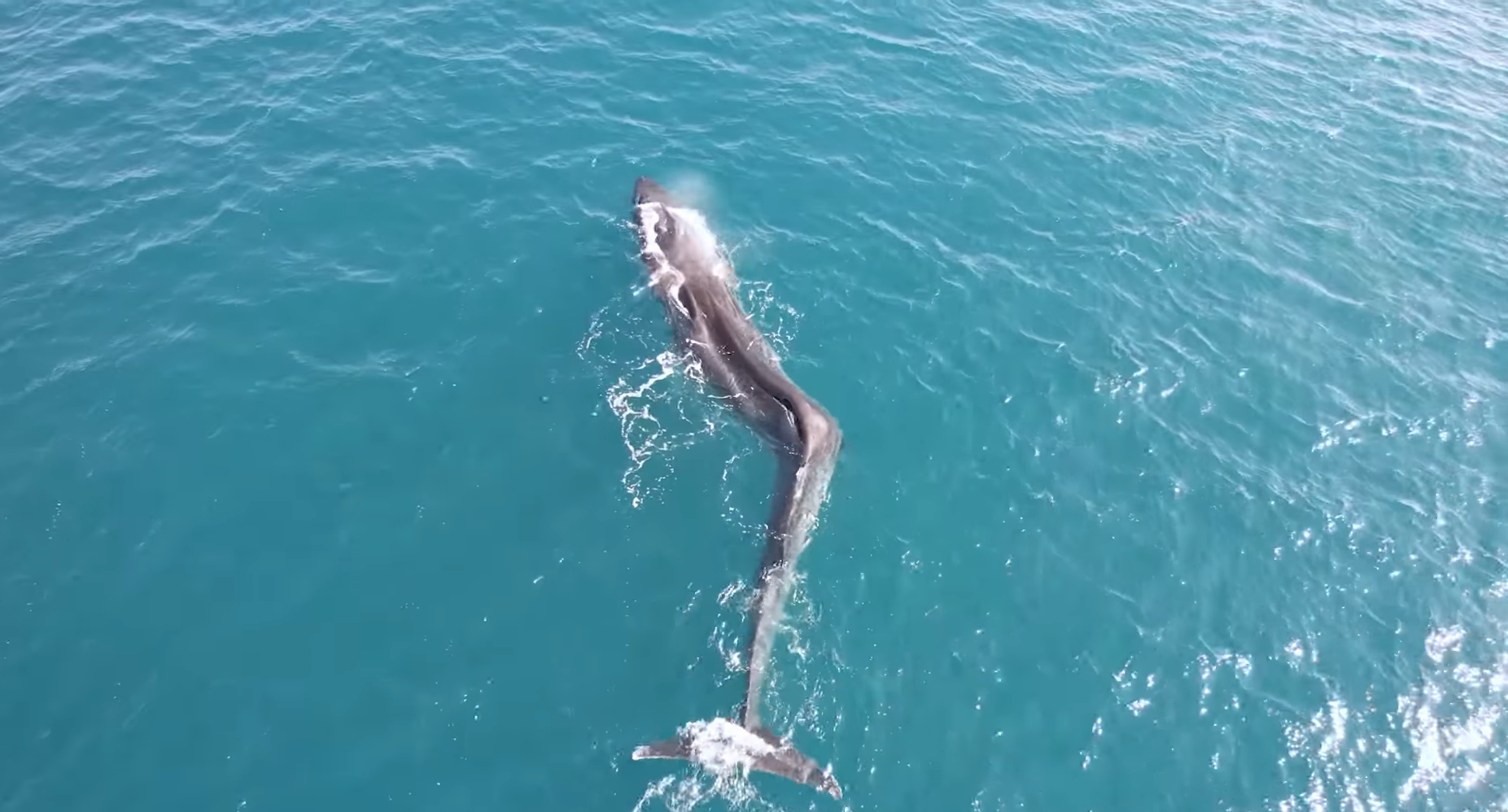 Mystery as Whale Struggling With Bent Spine Goes Off Radar - Newsweek