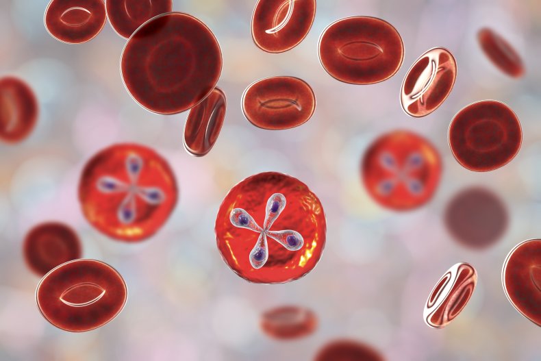 babesiosis parasite red blood cells
