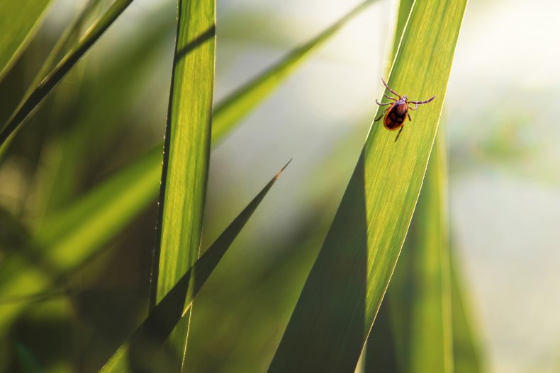 tick in grass