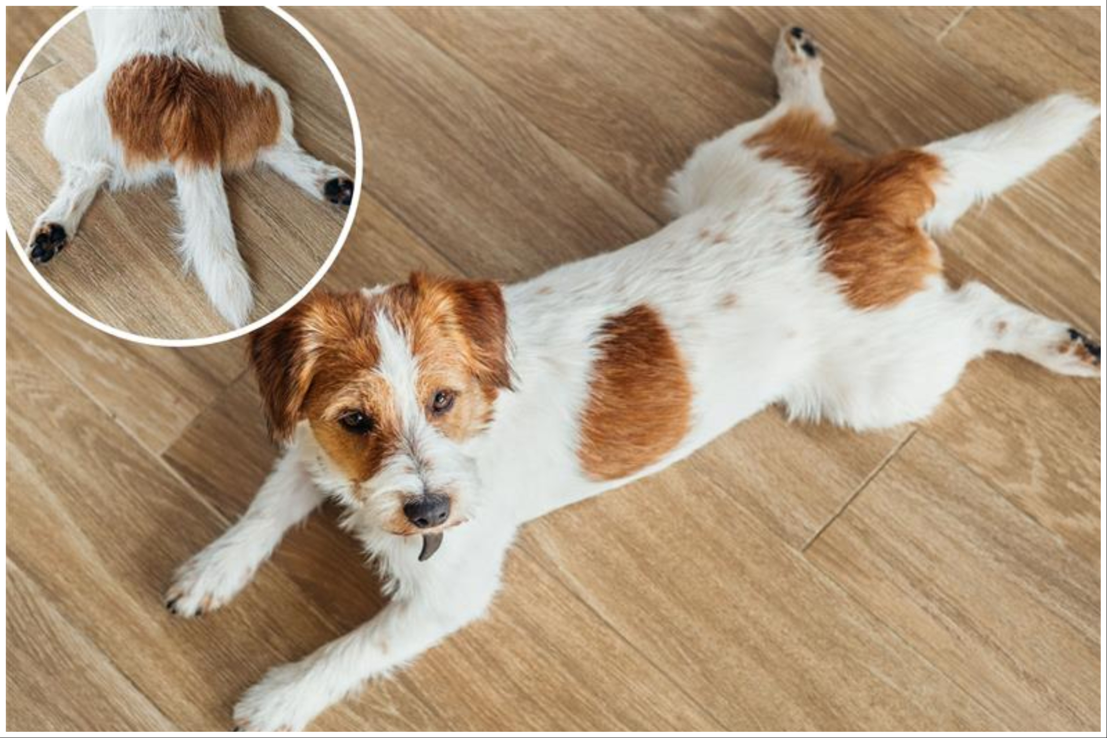 Hearts Melt as Jack Russell Performs 'Ballerina' Stretch With Her Tiny Legs