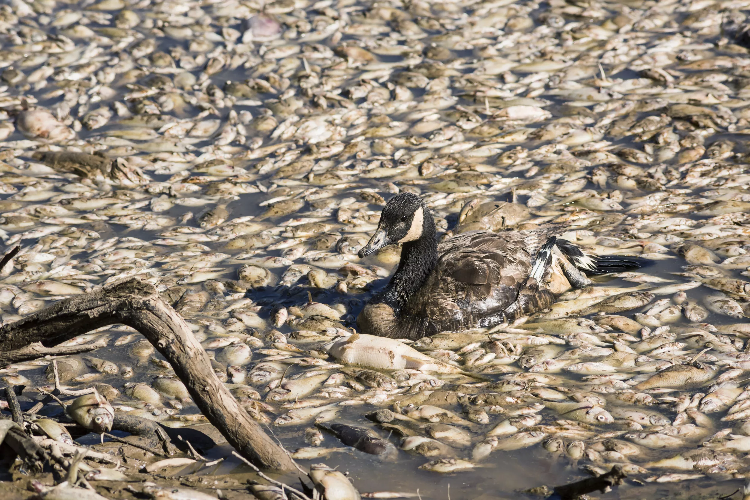 Removal of Millions of Dead Fish from River Like 'A Funeral Procession' - Vimarsana News