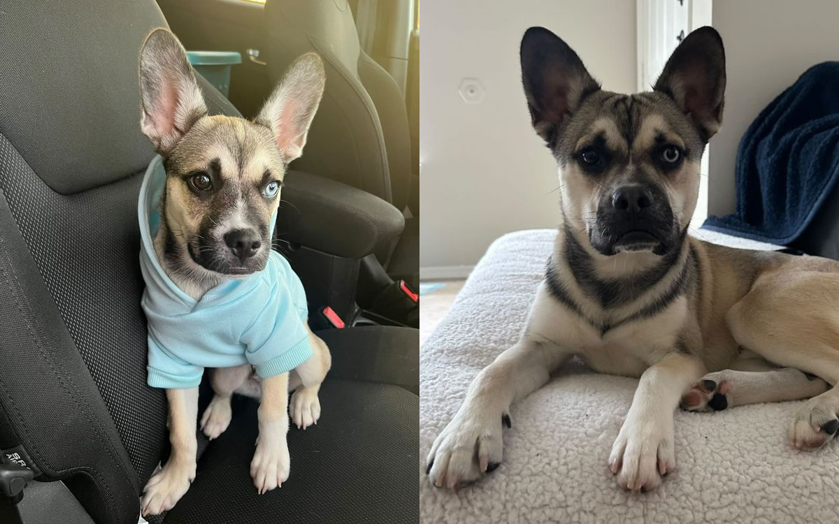 People Unprepared for What a French BulldogHusky Mix Looks Like