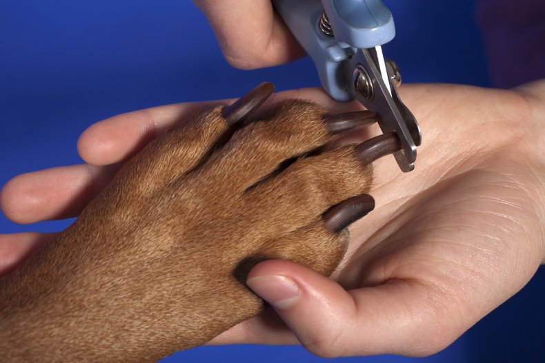 Un chien qui se fait couper les ongles 
