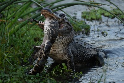 Cannibal alligator eating a smaller gator Cannibal alligator eating a smaller gator