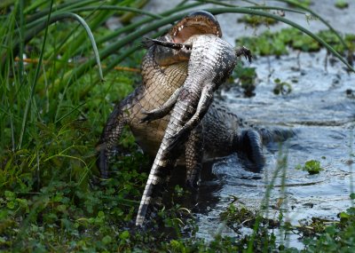 Cannibal alligator eating a smaller gator Cannibal alligator eating a smaller gator