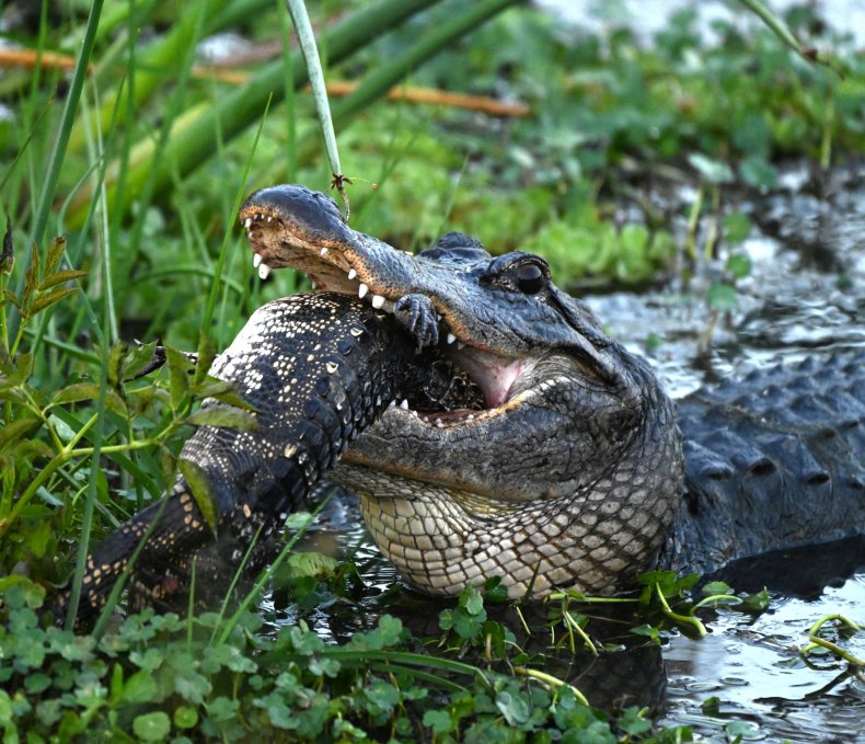 Cannibal alligator kill shot