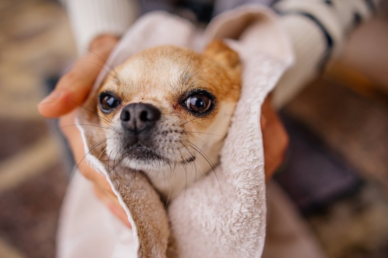 A chihuahua being dried by a towel