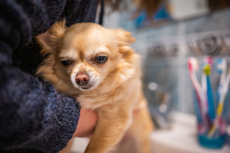 Chihuahua being lifted into a bathroom sink