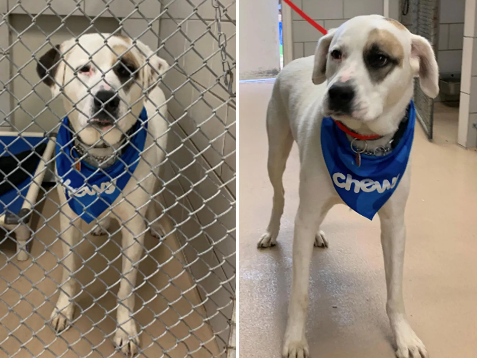 Dog Who Walked Home After Owner Killed in Hit-and-Run Gets Forever Family - Vimarsana News