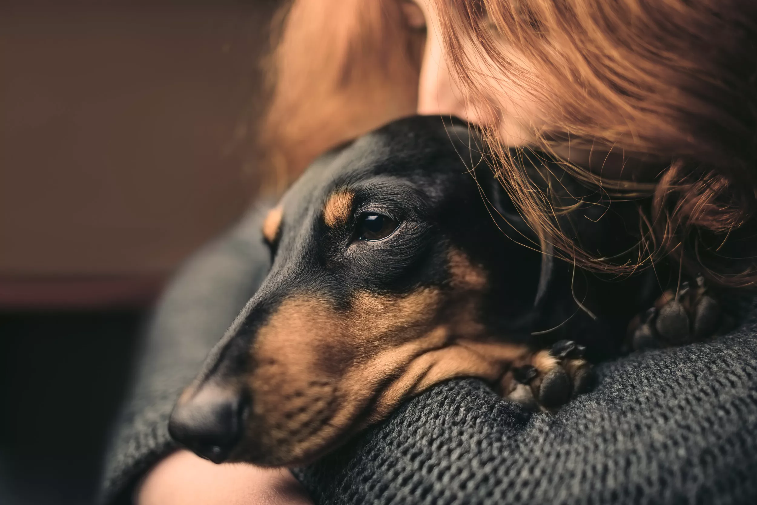 Hearts Melt Over Disabled Sausage Dog Enjoying His Hydrotherapy Session - Vimarsana News