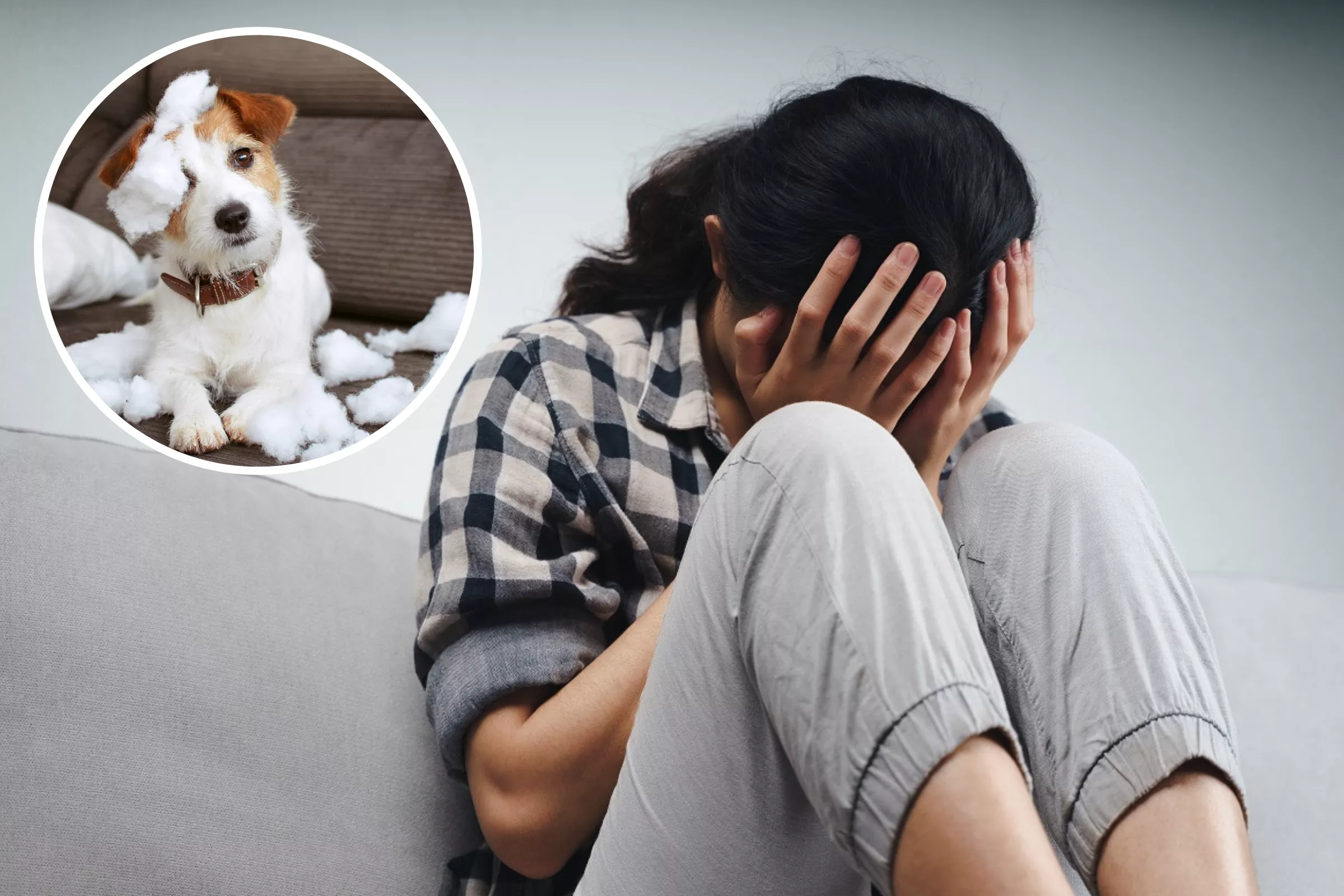 Shock as Owner Admits They're An 'Evil Puppy Hater' After Buying Dog - Vimarsana News
