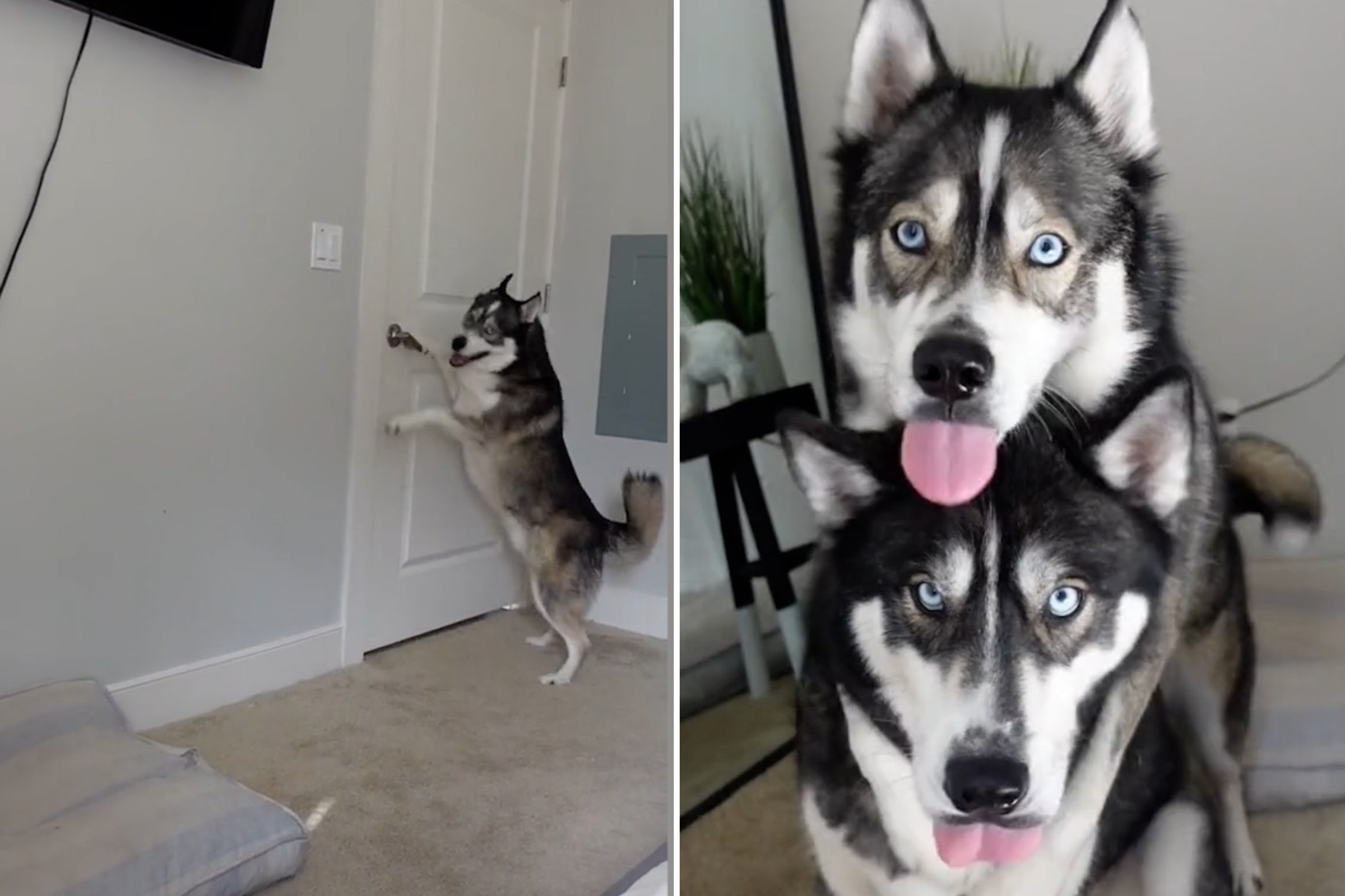 Jaws Drop As Husky Showcases Impressive Door Closing Skills Amazing 