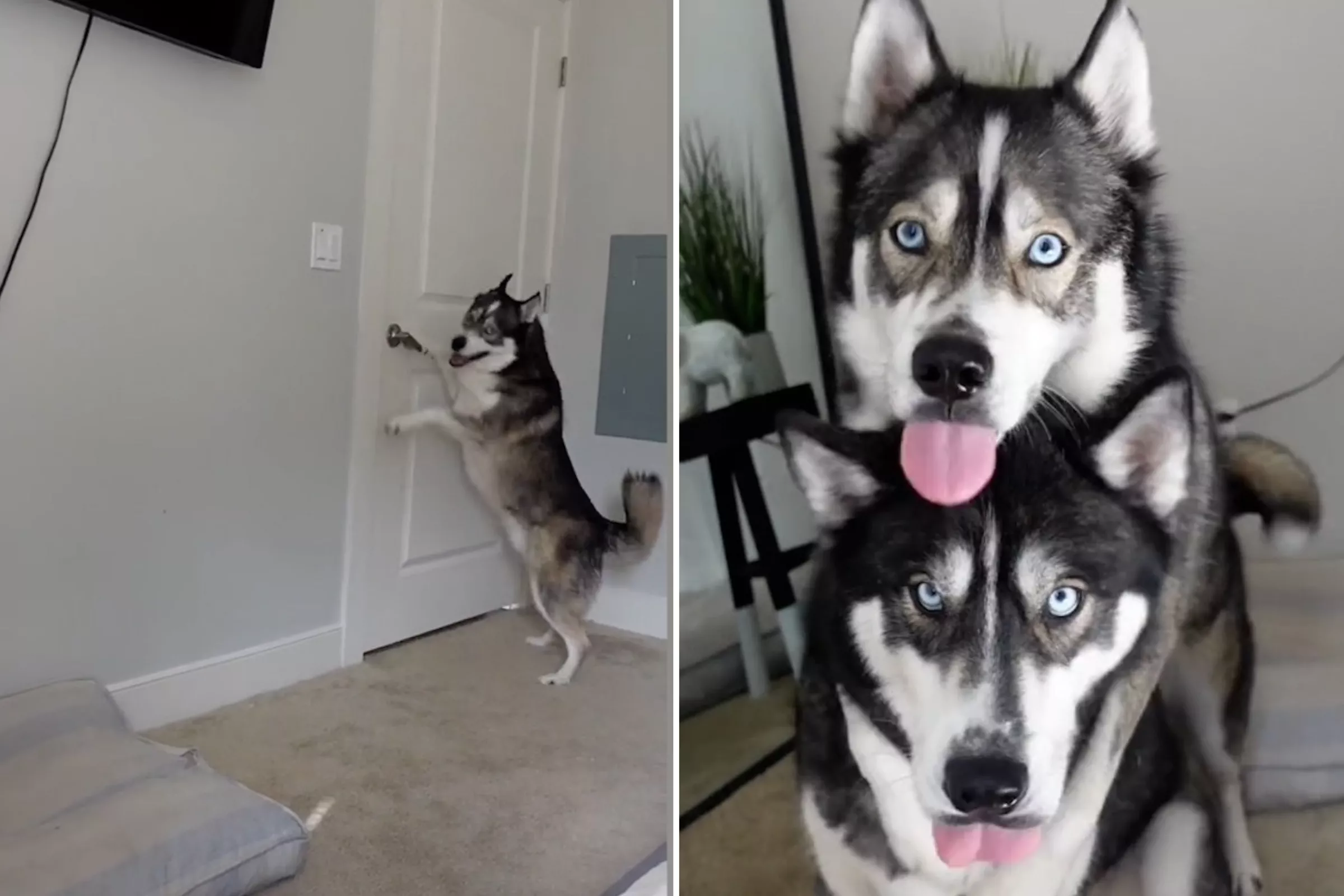 Jaws Drop as Husky Showcases Impressive Door-Closing Skills: 'Amazing' - Vimarsana News