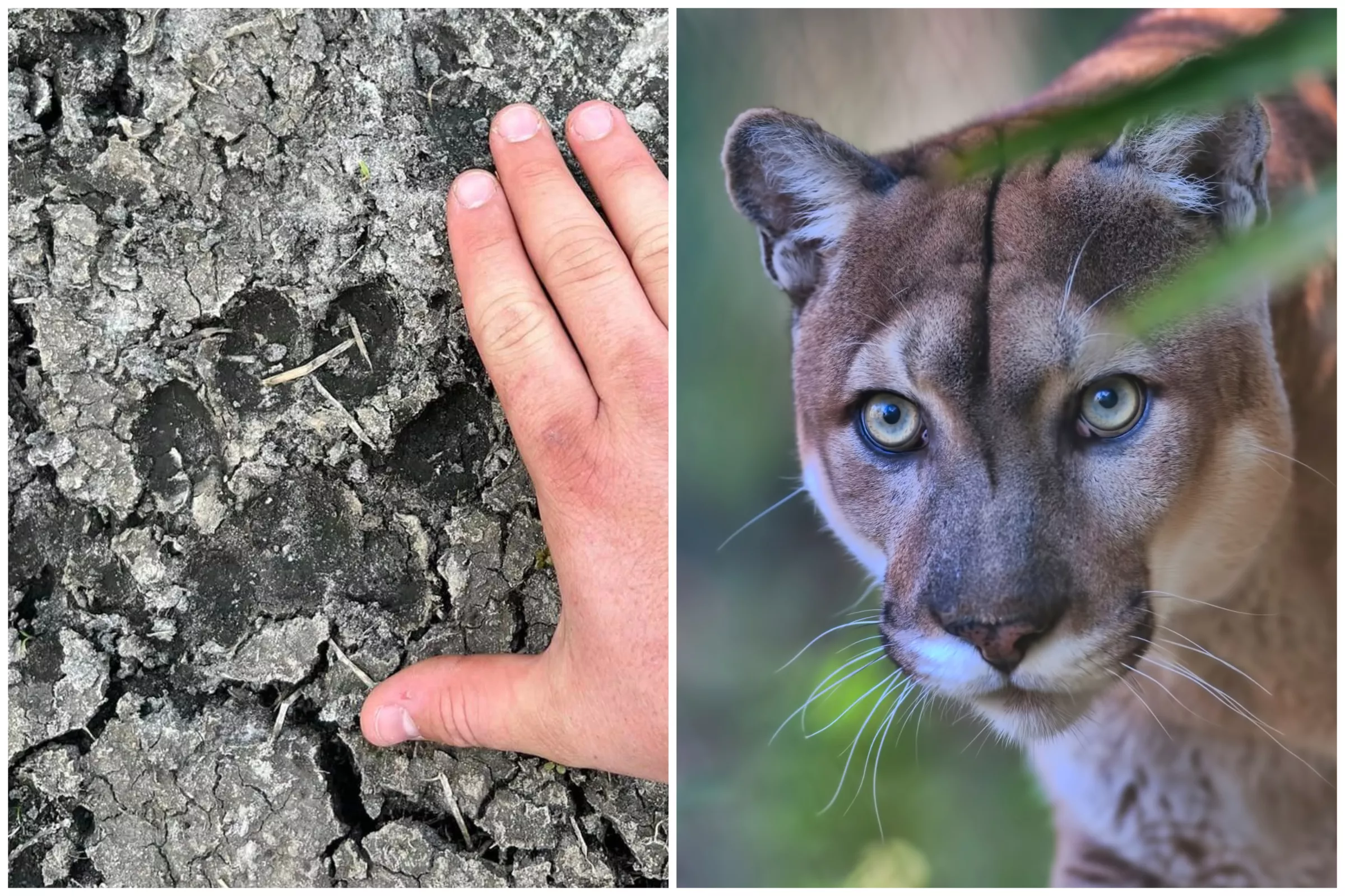 'Run Don't Walk'—Shocking Moment Florida Man Sees Panther Pawprints on Hike - Vimarsana News