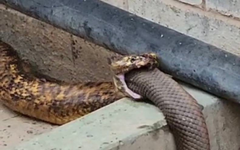 Un cobra du Cap consommant une couleuvre taupe.