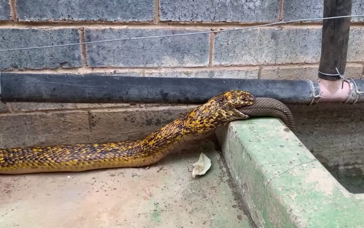 cape cobra consuming mole snake