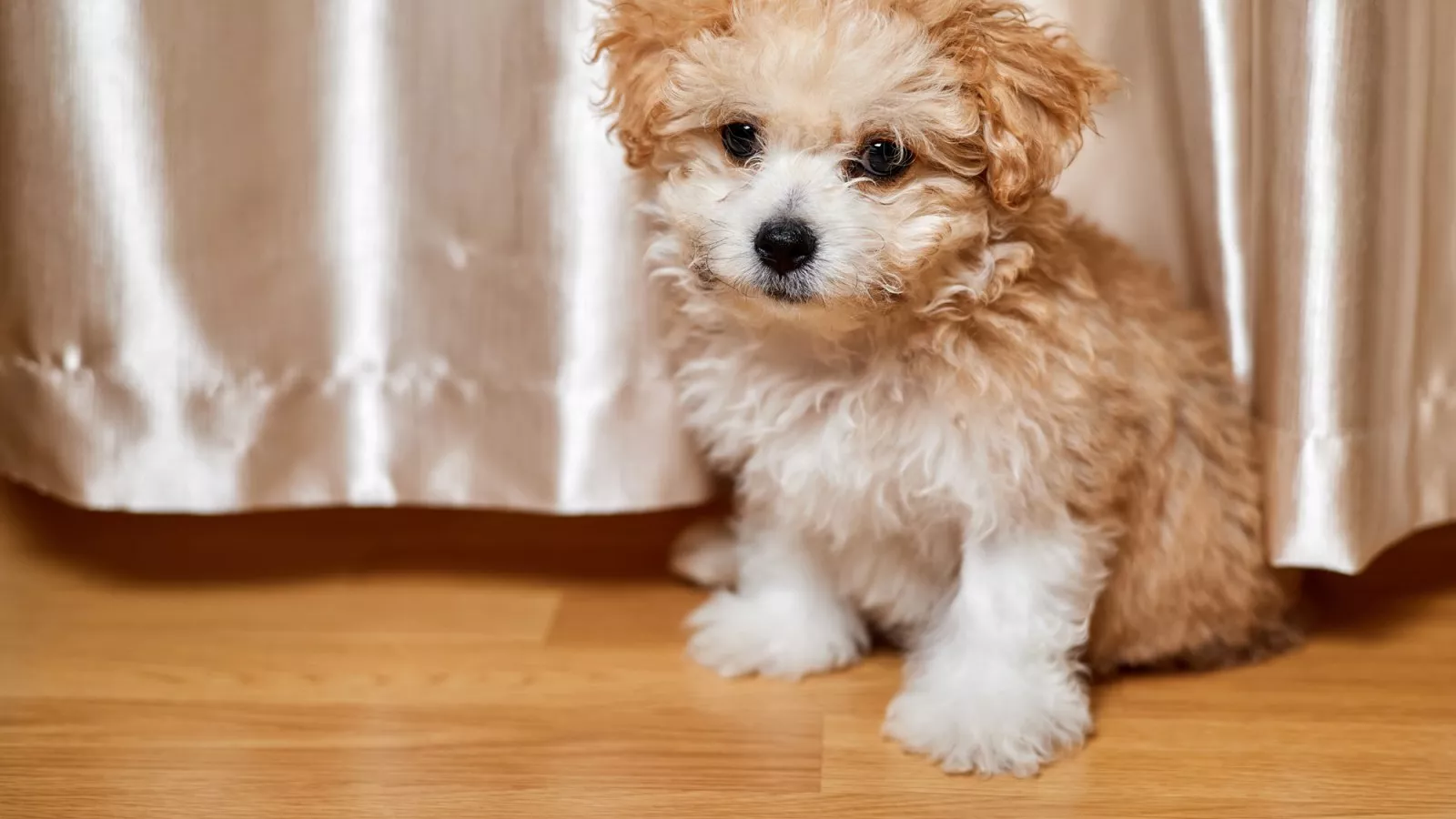 Moment Teeniest Maltipoo Sits For The